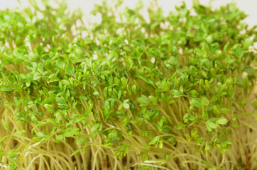 Close up on a group of cress plants.