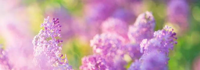 Tuinposter Lilac flowers blooming outdoors © candy1812
