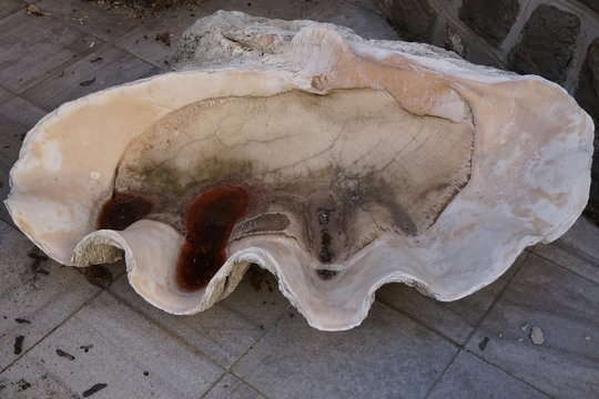 empty ginat clam shell