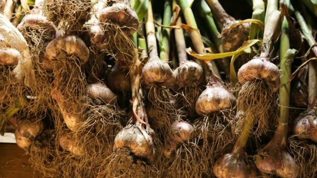 Fresh garlic drying outside