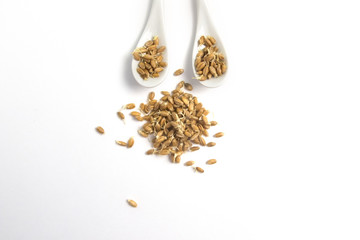 Sprouted wheat on a light background. toned