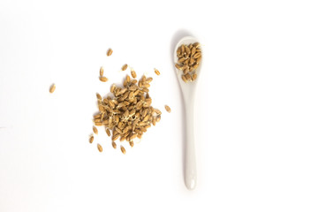 Sprouted wheat on a light background. toned