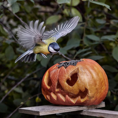 Bird. Chickadee perched on a pumpkin in the autumn.