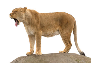 Lioness standing on a rock