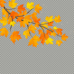 Maple branch with colorful leaves isolated on transparent background. EPS 10