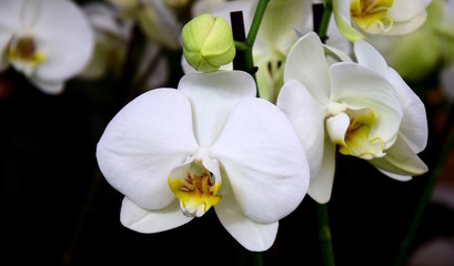 Naklejka na ściany i meble Weiße Orchidee, freigestellt vor dunklen Hintergrund