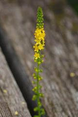 Blooming Agrimonia flowers in the garden in summer. Photographed with a shallow depth of field.