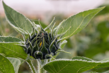 Sonnenblumenknospe