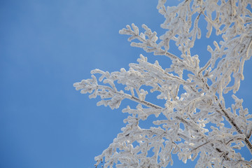 winter landscape, branches of trees in frost