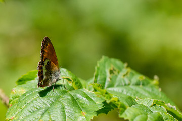 Weißbindiges Wiesenvögelchen