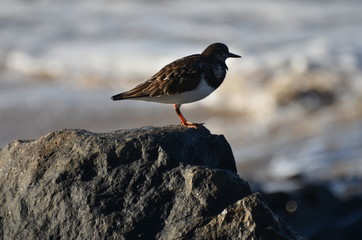 Uccello suglio scoglio