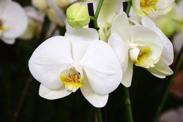 Fototapeta premium Orchidea, kwiaty orchidei