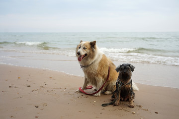 Large and small mixed breed dogs sitting on the beautiful beach