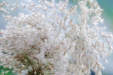 In selective focus of white wild grass flower blossom in a jungle with nature background 