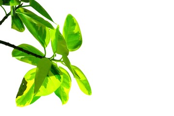A twigs of tropical tree leaves with warm light on white isolated background for green foliage backdrop 