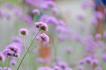 Purple verbena flower blossom in botanical field at the oark
