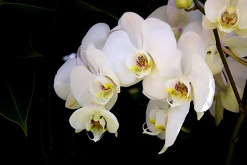 Naklejka na ściany i meble Weiße Orchidee vor dunklen Hintergrund