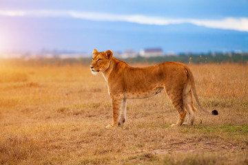 Lioness in the African savanna at sunset. Kenya