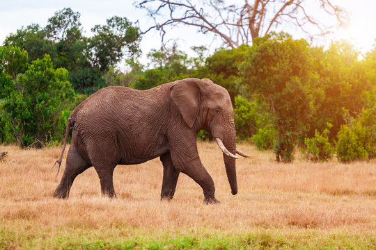 Fototapeta Elephant in the African savanna at sunset