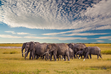Fototapeta na wymiar Elephant in the African savanna at sunset
