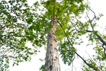 Tropical tall tree growing in botanical garden on white sky background 