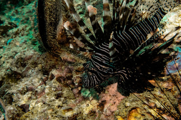 Lion Fish