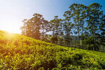 Tea Plantation, Kerala, India. Beautiful idyllic landscape