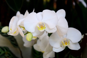 Fototapeta na wymiar Orchidee, Orchideenblüten 