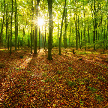 Fototapeta Sunny Forest of Beech Trees