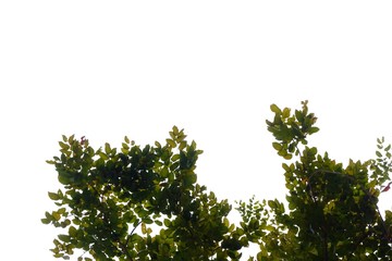 Troprical tree leaves with branches on white isolated background for green foliage backdrop 