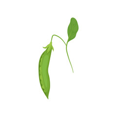 Pod of ripe green peas hanging on thin stalk with leaf. Natural and healthy food. Organic product. Flat vector design
