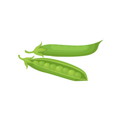 Flat vector design of open and closed pod of ripe green peas. Organic vegetable. Farm product. Food theme