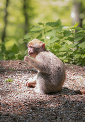 Junger, essender Berberaffe auf Lichtung