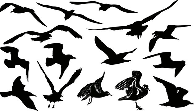 fifteen gulls silhouettes on white background