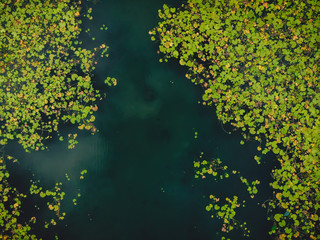 Aerial view of lake with lilies leaves. Top view