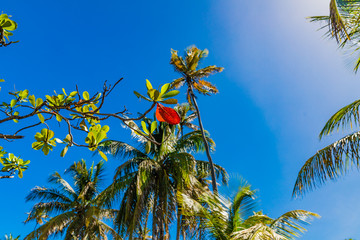 Saint Vincent and the Grenadines, palms
