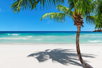 Exotic sandy beach with coco palm and turquoise sea.  Summer vacation and travel concept.  