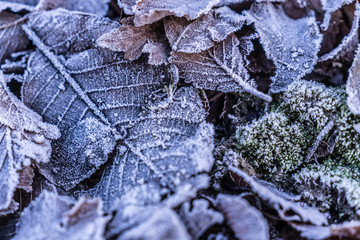 Foglie ghiacciate in inverno