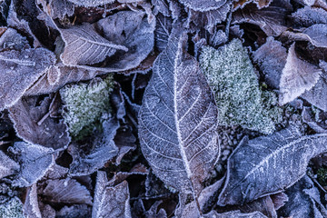 Foglie con brina ghiacciata in inverno