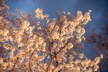 京都府立植物園の夜桜