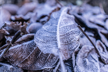 Foglie con brina ghiacciata in inverno