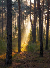 Fototapeta premium Morning. Forest. The sun. Sun rays. Nature. Landscape.