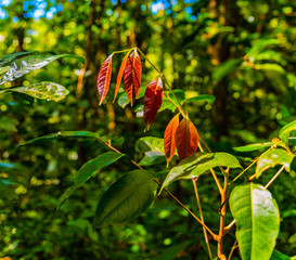 Saint Vincent and the Grenadines, Vermont trail