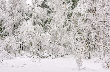 Landscape. nature. Forest. Winter. Snow covered forest. Snow covered trees.