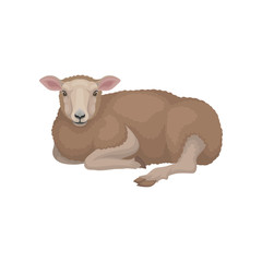Cute young sheep lying on the ground. Domestic animal with brown woolly coat. Livestock farming. Flat vector design