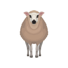 Flat vector icon of kerry sheep. Domestic animal with brown coat, black nose and circles around eyes. Livestock farming
