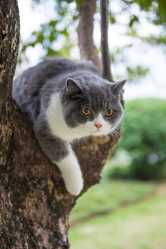 The English short-haired cat lies on a tree