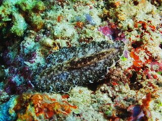 Flatworm