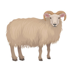 Detailed flat vector icon of dorset male sheep. Cute farm animal. Ram with beige woolly coat and curved horns
