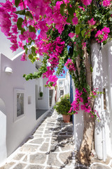 Fototapeta premium Biała aleja z kolorowymi kwiatami oleandrów i białymi domami na Cykladach w lecie, Grecja